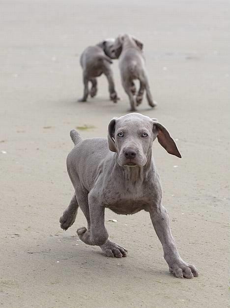 Weimaraner SØNDERSKOVENS D-KULD - Sol, sommer og strand - lige noget der passer DON CHANG; DALTON OG DAISY.  billede 15