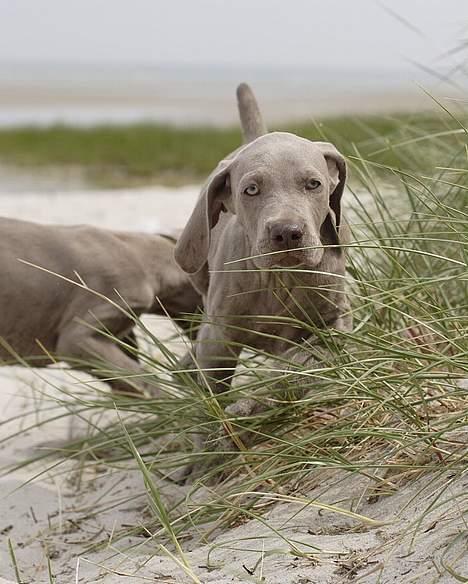 Weimaraner SØNDERSKOVENS D-KULD - Der er en masse nye ting der skal undersøges på stranden ! billede 16