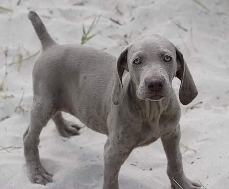 Weimaraner SØNDERSKOVENS D-KULD - Go`dav du !! billede 17