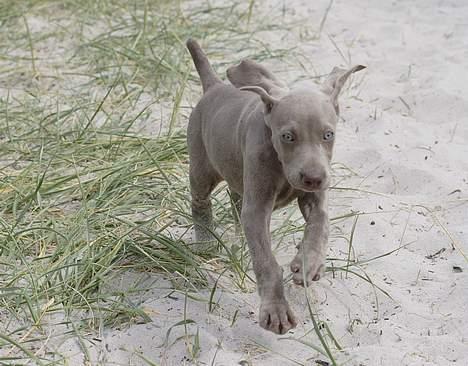 Weimaraner SØNDERSKOVENS D-KULD - Der er vist en der har glemt at det er øre og ikke vinger, han har monteret på hovedet. billede 18