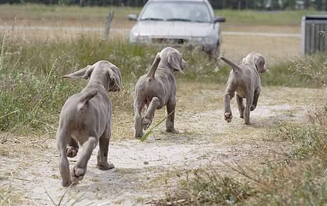Weimaraner SØNDERSKOVENS D-KULD - Hvem kommer først op til bilen ? billede 19