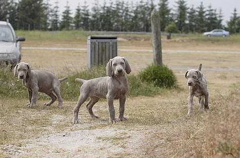 Weimaraner SØNDERSKOVENS D-KULD - Var der nogle der kaldte ? billede 20