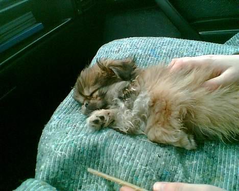 Pekingeser Biger *DØD* - Biger før sig lige en lur, imens vi kører hjem, efter at vi har hentet ham. billede 1