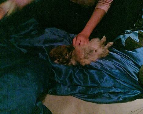 Pekingeser Biger *DØD* - endelig hjemme, Biger er træt billede 2