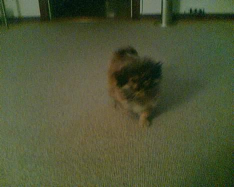 Pekingeser Biger *DØD* - Biger kommer susende.. PAS PÅÅÅ..... billede 3