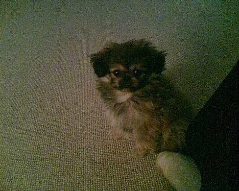 Pekingeser Biger *DØD* - Er jeg ikke dejlig??? billede 4