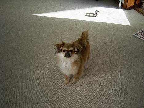 Pekingeser Biger *DØD* - Se mig.. Biger er fotogen.. billede 5