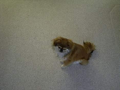 Pekingeser Biger *DØD* - Mor... ikke igen.. jeg gider ikke at have taget flere billeder.. billede 7