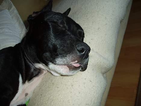 Amerikansk staffordshire terrier sif billede 6