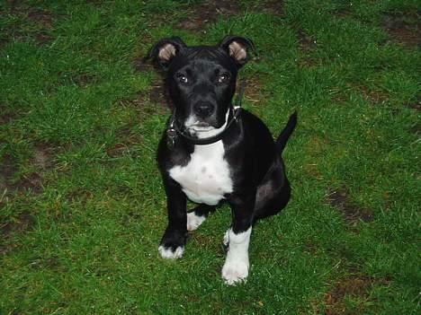 Amerikansk staffordshire terrier sif billede 7