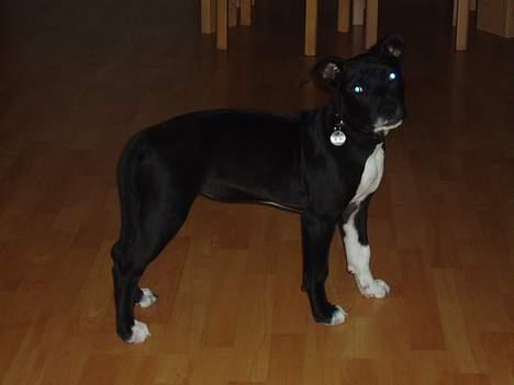 Amerikansk staffordshire terrier sif billede 8