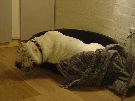 Engelsk bulldog Pac billede 16