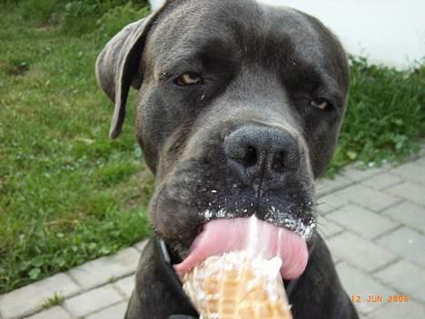 Cane corso Charlie billede 17