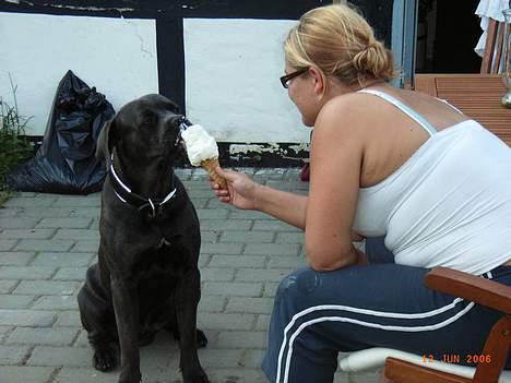 Cane corso Charlie billede 18