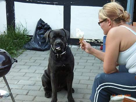 Cane corso Charlie billede 19