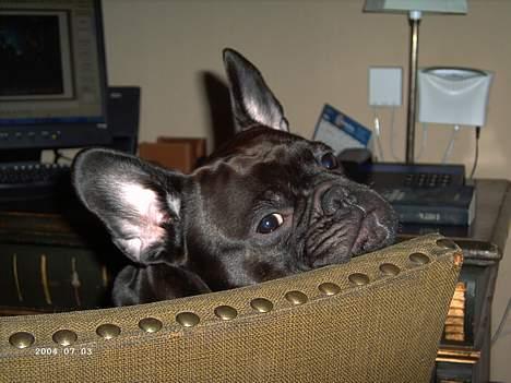 Fransk bulldog Loulou - Sidder lige og sufer på nettet... billede 1
