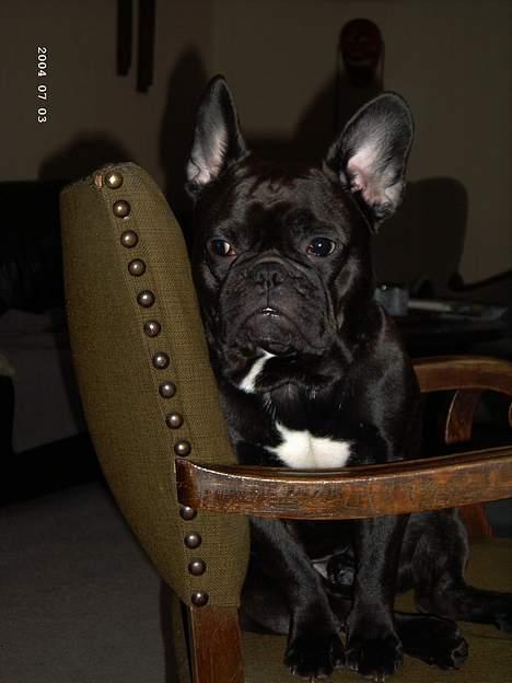 Fransk bulldog Loulou - Er det mon min burger han spiser! billede 2