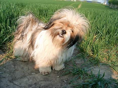Lhasa apso kascha billede 1
