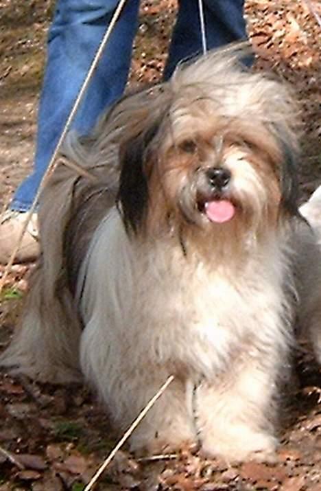Lhasa apso kascha - her er jeg lige en tur i skoven og man bliver helt udmattet af alt den friske luft billede 2