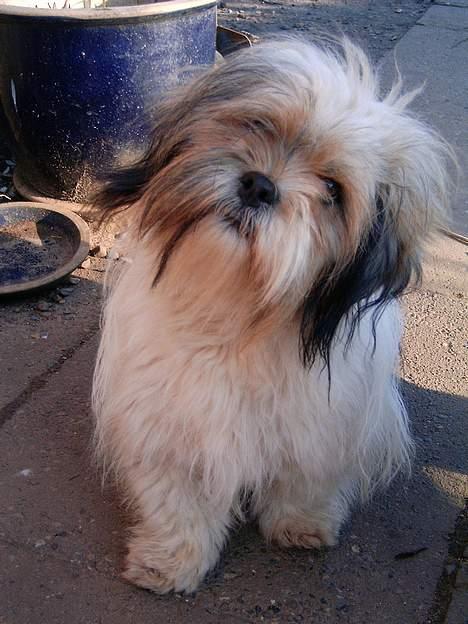 Lhasa apso kascha billede 3