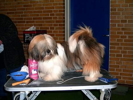 Lhasa apso kascha - her er jeg til udstilling.. se hvor fin jeg er billede 4