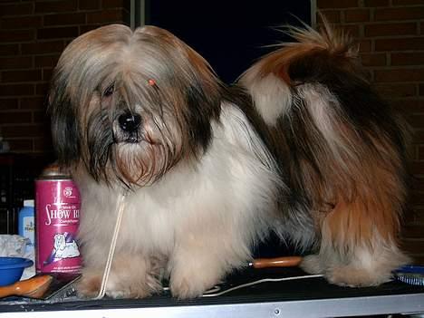 Lhasa apso kascha billede 5