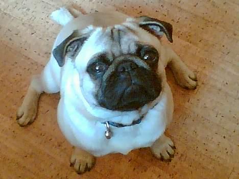 Mops Magnus *DRU* billede 1