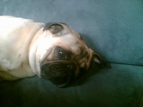 Mops Magnus *DRU* billede 2