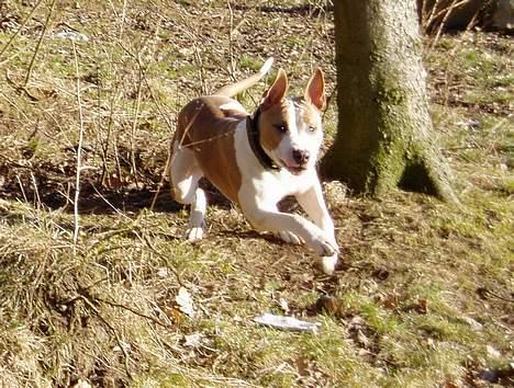 Blanding af racer (am.staff/bull) *Lexi* - i fuldt 4-spring... billede 1