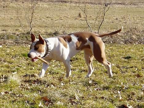 Blanding af racer (am.staff/bull) *Lexi* - puha, jeg er ved at være træt billede 2