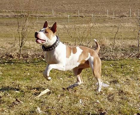 Blanding af racer (am.staff/bull) *Lexi* - jeg er klar.... billede 3