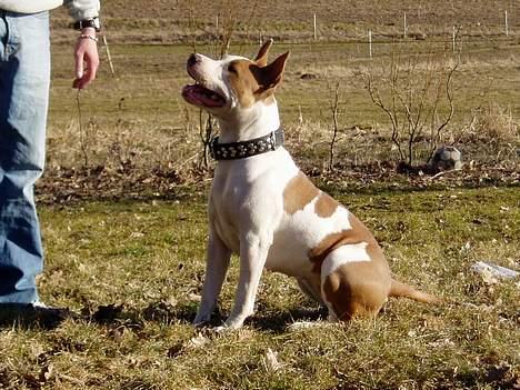 Blanding af racer (am.staff/bull) *Lexi* - jeg er stadig klar...kom nu med den pind billede 4