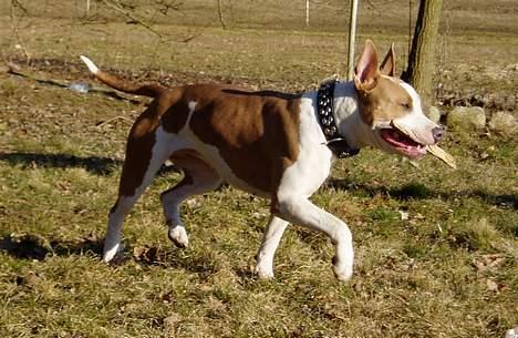 Blanding af racer (am.staff/bull) *Lexi* - jeg fik den...endelig...nu lusker jeg sq af.. billede 5