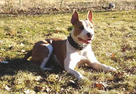 Blanding af racer (am.staff/bull) *Lexi* - ka da osse ligge pænt billede 6