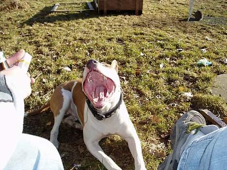 Blanding af racer (am.staff/bull) *Lexi* -  GAAAAAABBB.....NU er jeg træt.... billede 7