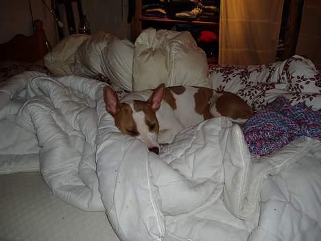 Blanding af racer (am.staff/bull) *Lexi* - så skal der powerputtes....ahhhh billede 8