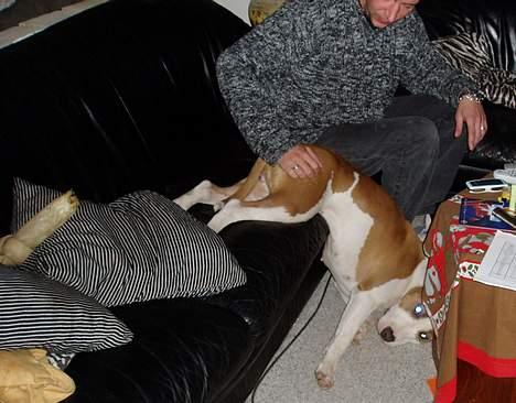 Blanding af racer (am.staff/bull) *Lexi* - hovsa...puttede vist lidt for meget..... billede 9