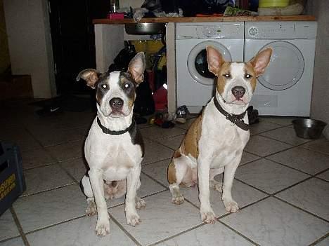 Blanding af racer (am.staff/bull) *Lexi* - mig og søster, Blue. Hun har noget med det ene øre...hehe billede 10