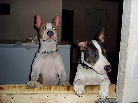 Blanding af racer (am.staff/bull) *Lexi* - Hva laver de mon i køkkenet??? Der er altså noget med det øre....hmmm billede 11