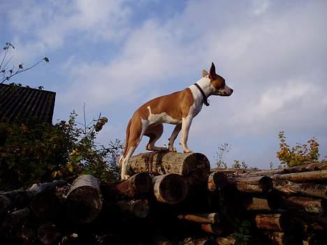 Blanding af racer (am.staff/bull) *Lexi* - what a view..... billede 12