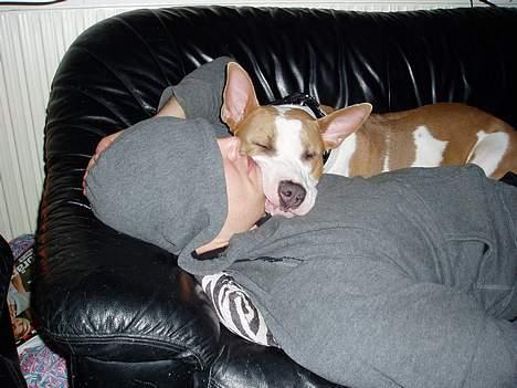 Blanding af racer (am.staff/bull) *Lexi* - putter lige lidt mere...ahhhh billede 13