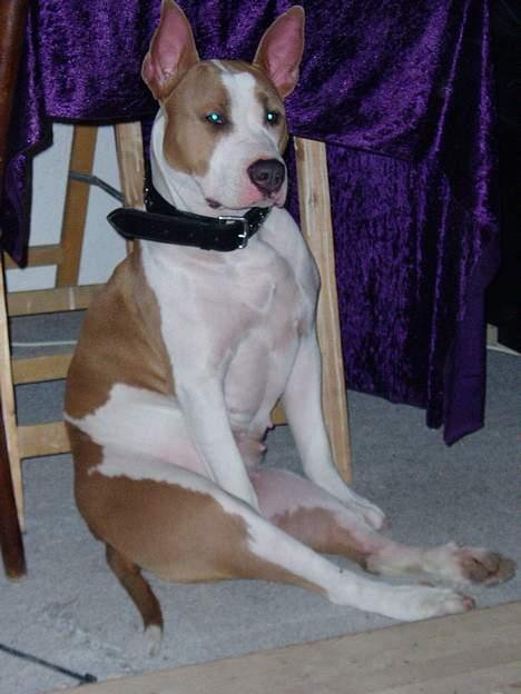 Blanding af racer (am.staff/bull) *Lexi* - ta´r lige en slapper foran brændeovnen.... billede 14