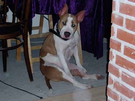 Blanding af racer (am.staff/bull) *Lexi* - hmm...hva fa.... laver du nu???? billede 15