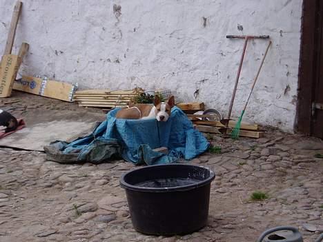 Blanding af racer (am.staff/bull) *Lexi* - nu gider jeg ikke mer´... billede 16