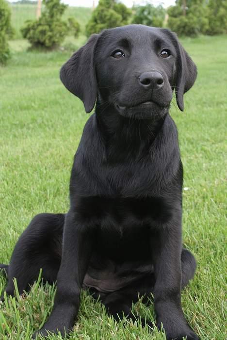 Labrador retriever Brown Hunt's Jolly Roger - Keeva 14 uger billede 1