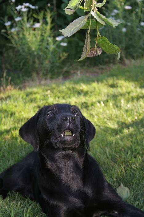 Labrador retriever Brown Hunt's Jolly Roger - På jagt efter friske blade billede 2