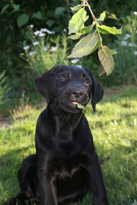 Labrador retriever Brown Hunt's Jolly Roger - Uhm billede 3