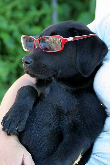 Labrador retriever Brown Hunt's Jolly Roger - Her er et andet par af mine yndlingsbriller billede 6