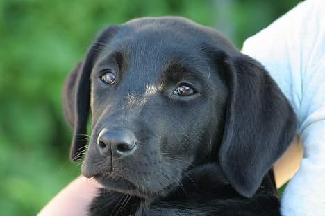 Labrador retriever Brown Hunt's Jolly Roger - Keeva, min skønne tøs billede 7