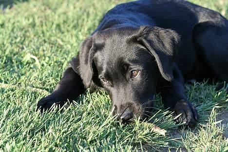 Labrador retriever Brown Hunt's Jolly Roger - Keeva hygger i haven billede 8